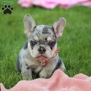 Dana, French Bulldog Puppy
